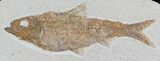 Knightia Alta Fossil Fish - Wyoming #32692-1